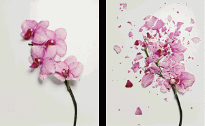 Broken Flowers - Design Crush