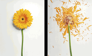 Broken Flowers - Design Crush