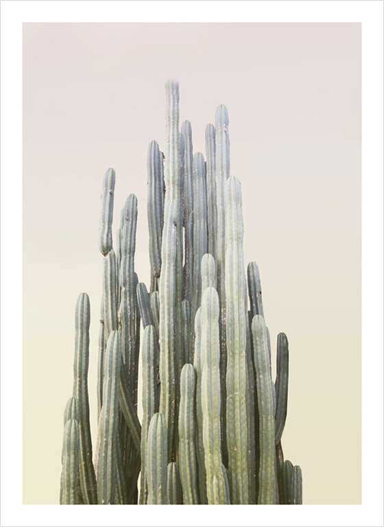 summer yellow cactus-Wilder California-Design Crush
